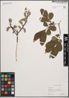 Foto von Salix cinerea L.